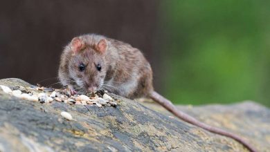 Фото - В Великобритании крыса искусала двухлетнего ребенка
