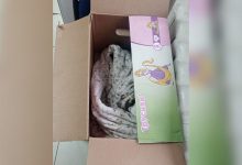 Фото - В Мордовии женщина бросила двух новорожденных девочек в коробке