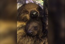Фото - В екатеринбургском зоопарке у семьи ленивцев родился детеныш